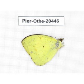Ixias pyrene ssp. China, Yunnan, Dali, S of Mt.Cangshan. 1M. Pier-Othe-20446.