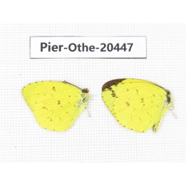 Eurema sp. China, Yunnan, Dali, S of Mt.Cangshan. 2M. Pier-Othe-20447.