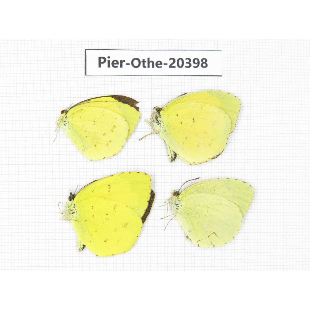 Eurema sp. China, Yunnan, Kunming, Dongchuan. 4M. Pier-Othe-20398.