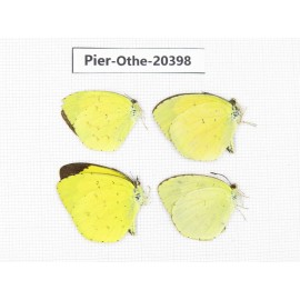Eurema sp. China, Yunnan, Kunming, Dongchuan. 4M. Pier-Othe-20398.