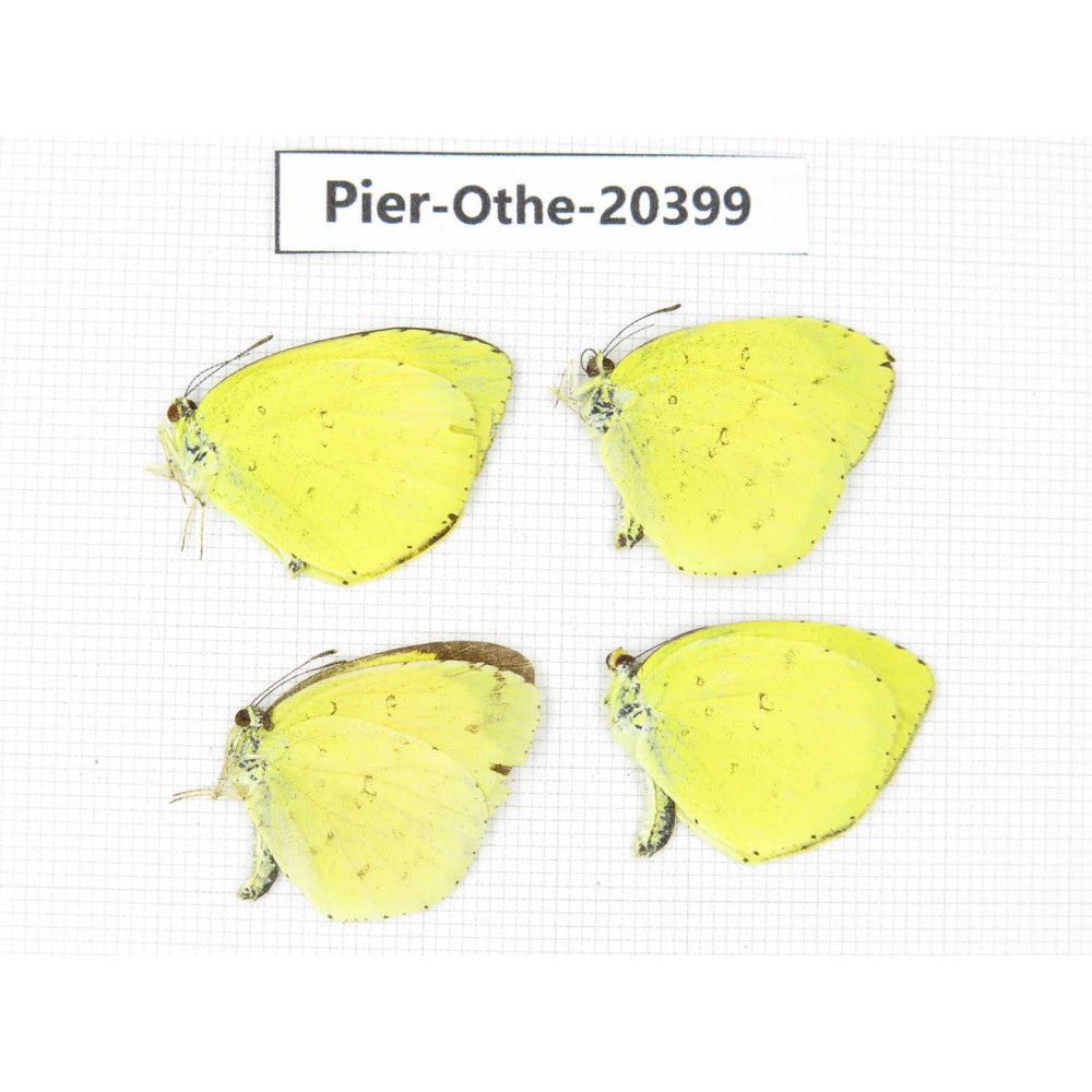 Eurema sp. China, Yunnan, Kunming, Dongchuan. 4M. Pier-Othe-20399.