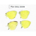 Eurema sp. China, Yunnan, Kunming, Dongchuan. 4M. Pier-Othe-20399.