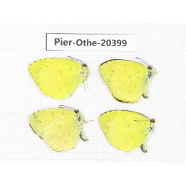 Eurema sp. China, Yunnan, Kunming, Dongchuan. 4M. Pier-Othe-20399.