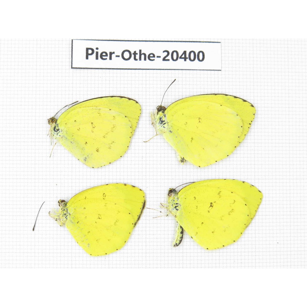 Eurema sp. China, Yunnan, Kunming, Dongchuan. 4M. Pier-Othe-20400.