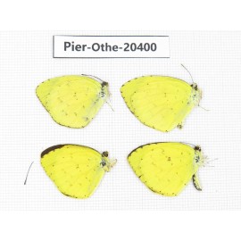 Eurema sp. China, Yunnan, Kunming, Dongchuan. 4M. Pier-Othe-20400.