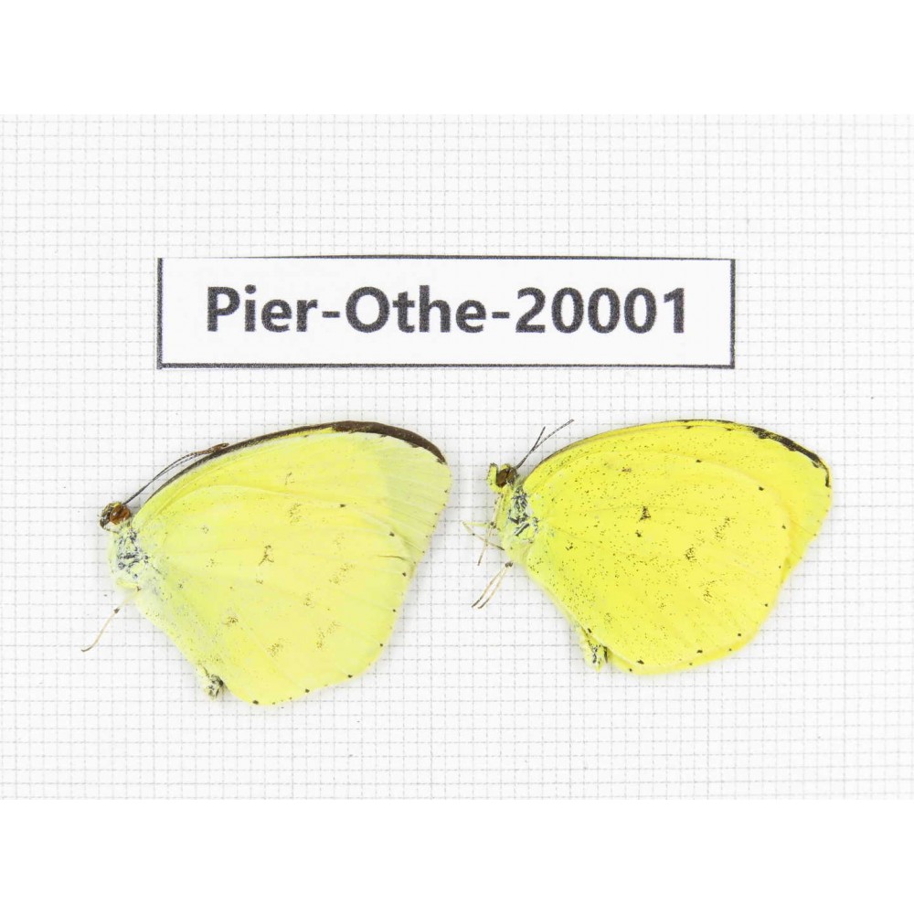 Eurema sp. China, Yunnan, Lijiang, C of Mt. Yunling. 2M. Pier-Othe-20001.