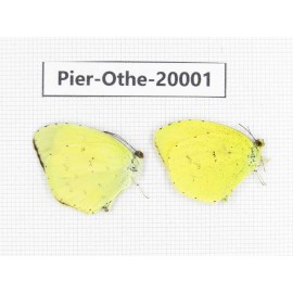 Eurema sp. China, Yunnan, Lijiang, C of Mt. Yunling. 2M. Pier-Othe-20001.