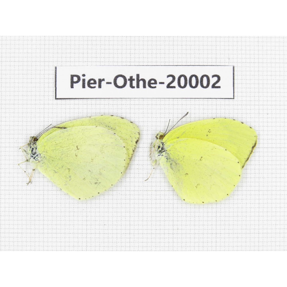 Eurema sp. China, Yunnan, Lijiang, C of Mt. Yunling. 2M. Pier-Othe-20002.