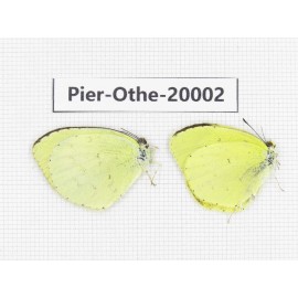 Eurema sp. China, Yunnan, Lijiang, C of Mt. Yunling. 2M. Pier-Othe-20002.