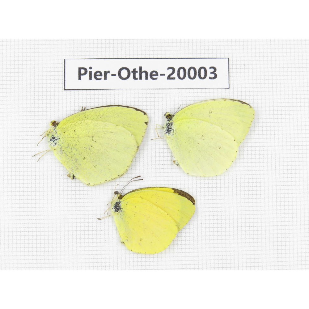 Eurema sp. China, Yunnan, Lijiang, C of Mt. Yunling. 3M. Pier-Othe-20003.