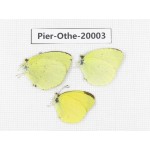 Eurema sp. China, Yunnan, Lijiang, C of Mt. Yunling. 3M. Pier-Othe-20003.