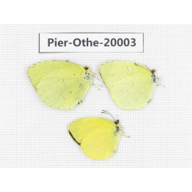 Eurema sp. China, Yunnan, Lijiang, C of Mt. Yunling. 3M. Pier-Othe-20003.