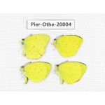 Eurema sp. China, Yunnan, Lijiang, C of Mt. Yunling. 4M. Pier-Othe-20004.
