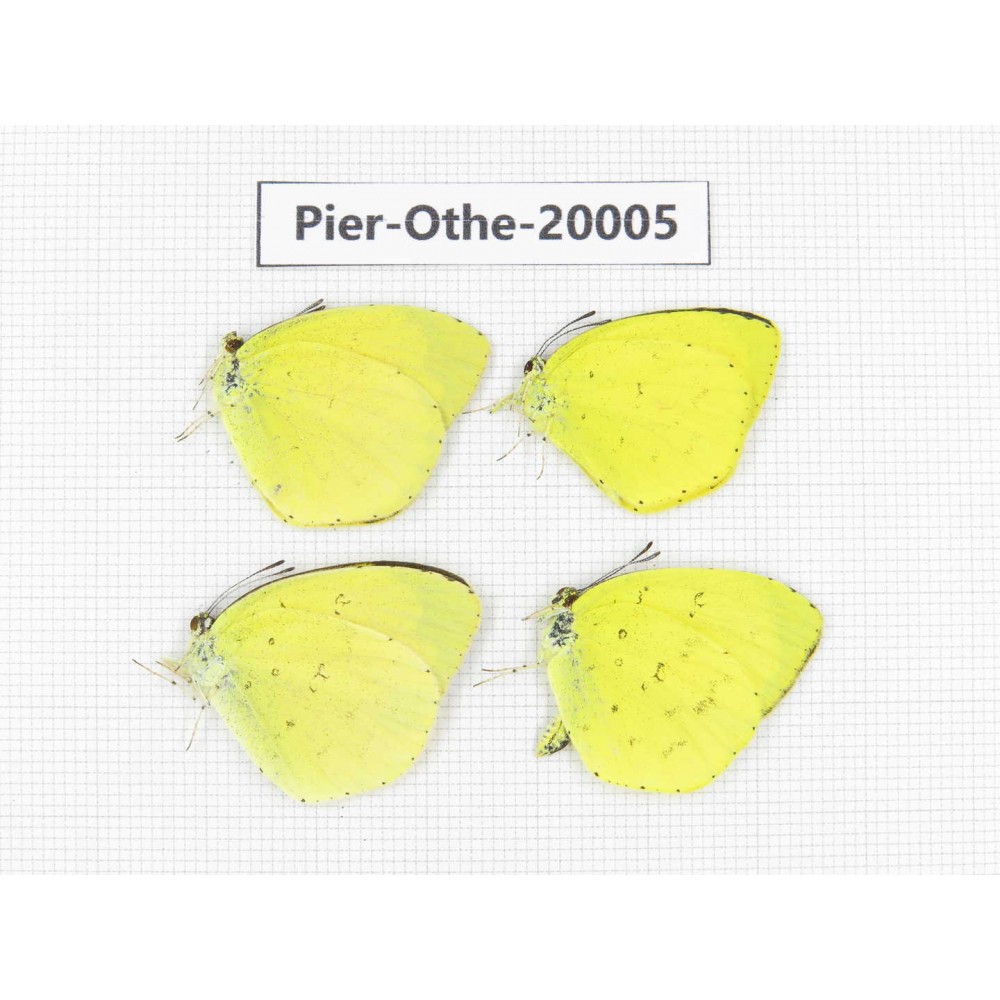 Eurema sp. China, Yunnan, Lijiang, C of Mt. Yunling. 4M. Pier-Othe-20005.