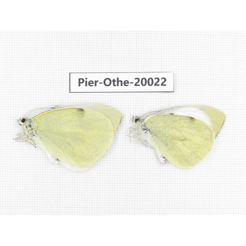 Pieris brassicae ssp. China, Yunnan, Lijiang, C of Mt. Yunling. 1P. Pier-Othe-20022.