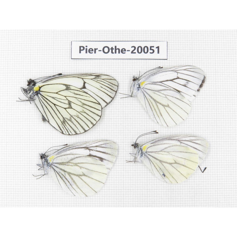 Pieris malete ssp & Aporia delavayi delavayi. China, Yunnan, Lijiang, N of Mt. Yunling. 4M. Pier-Othe-20051.