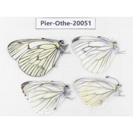 Pieris malete ssp & Aporia delavayi delavayi. China, Yunnan, Lijiang, N of Mt. Yunling. 4M. Pier-Othe-20051.