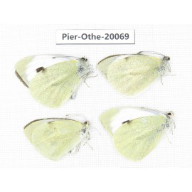 Pieris brassicae ssp. China, Yunnan, Lijiang, N of Mt. Yunling. 4M. Pier-Othe-20069.