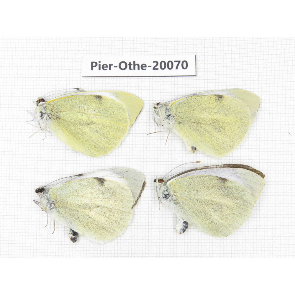 Pieris brassicae ssp. China, Yunnan, Lijiang, N of Mt. Yunling. 4M. Pier-Othe-20070.