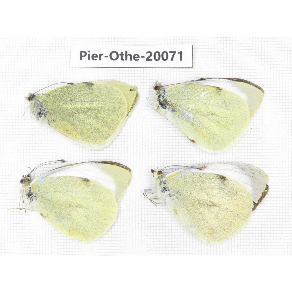 Pieris brassicae ssp. China, Yunnan, Lijiang, N of Mt. Yunling. 4M. Pier-Othe-20071.