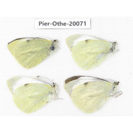 Pieris brassicae ssp. China, Yunnan, Lijiang, N of Mt. Yunling. 4M. Pier-Othe-20071.