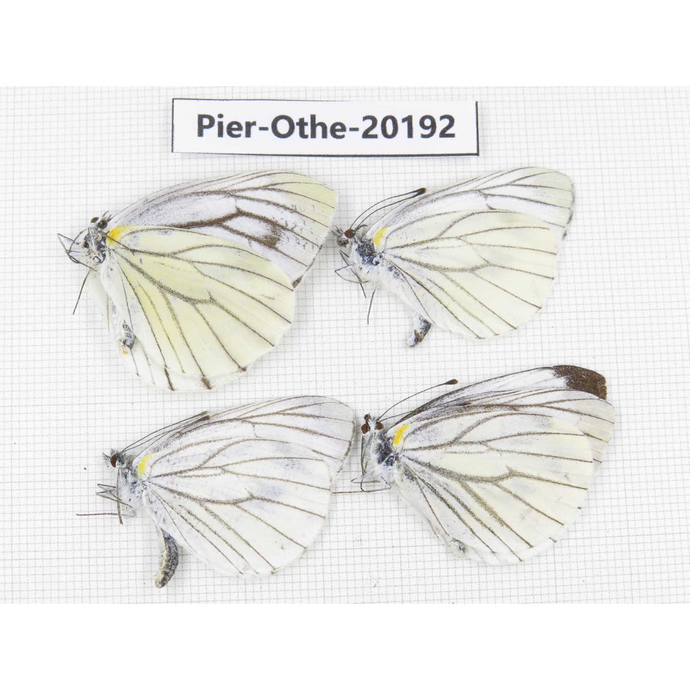 Pieris malete ssp. China, Yunnan, Nujiang valley, C Part of Mt. Nushan. 4M. Pier-Othe-20192.