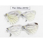 Pieris malete ssp. China, Yunnan, Nujiang valley, C Part of Mt. Nushan. 4M. Pier-Othe-20192.