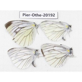 Pieris malete ssp. China, Yunnan, Nujiang valley, C Part of Mt. Nushan. 4M. Pier-Othe-20192.
