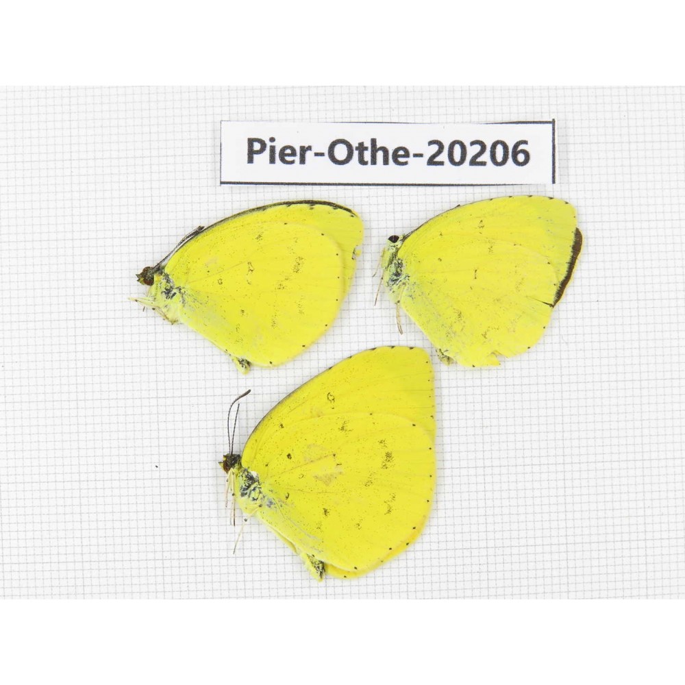 Eurema sp. China, Yunnan, Nujiang valley, C Part of Mt. Nushan. 3M. Pier-Othe-20206.