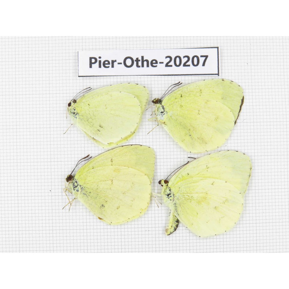 Eurema sp. China, Yunnan, Nujiang valley, C Part of Mt. Nushan. 4M. Pier-Othe-20207.