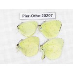 Eurema sp. China, Yunnan, Nujiang valley, C Part of Mt. Nushan. 4M. Pier-Othe-20207.