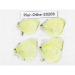 Eurema sp. China, Yunnan, Nujiang valley, C Part of Mt. Nushan. 4M. Pier-Othe-20208.