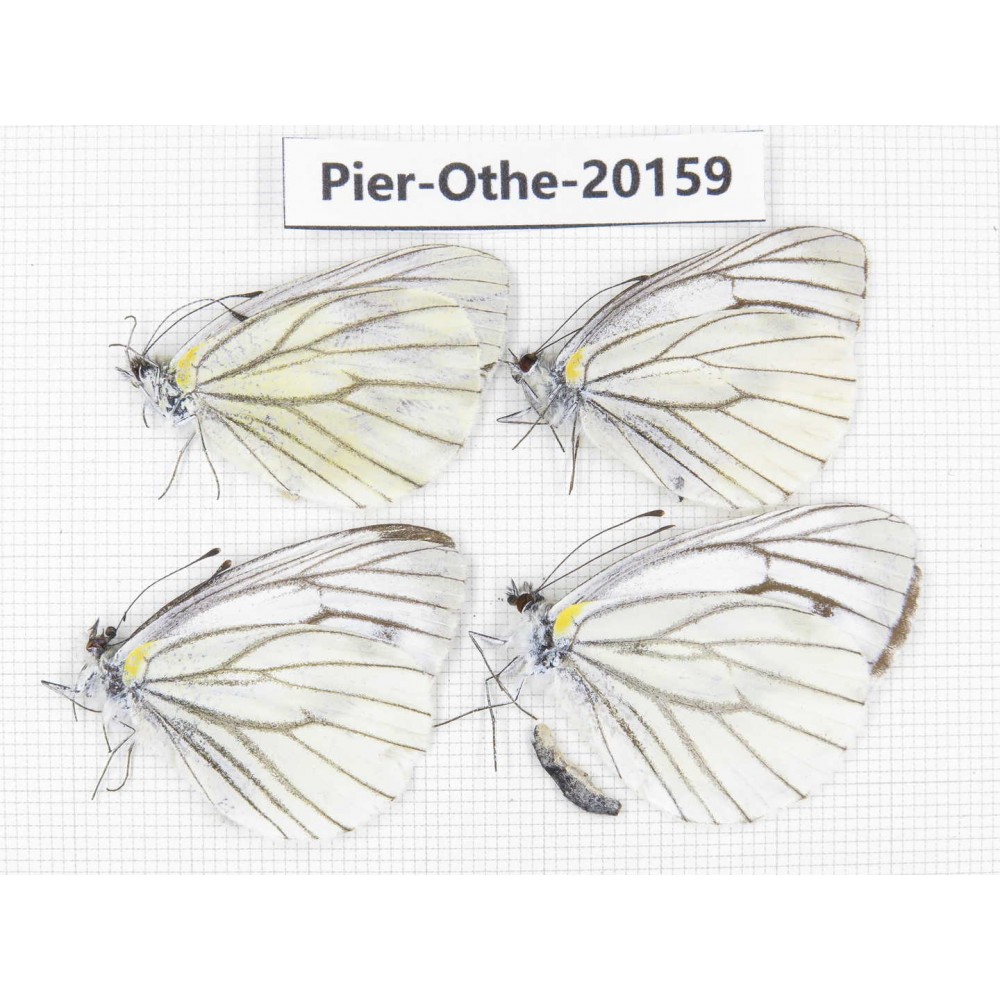Pieris malete ssp. China, Yunnan, Nujiang valley, N Part of Mt. Nushan. 4M. Pier-Othe-20159.