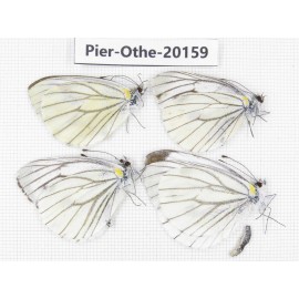 Pieris malete ssp. China, Yunnan, Nujiang valley, N Part of Mt. Nushan. 4M. Pier-Othe-20159.