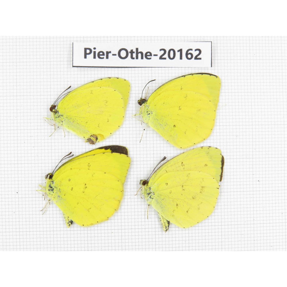 Eurema sp. China, Yunnan, Nujiang valley, N Part of Mt. Nushan. 4M. Pier-Othe-20162.
