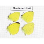 Eurema sp. China, Yunnan, Nujiang valley, N Part of Mt. Nushan. 4M. Pier-Othe-20162.