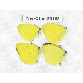 Eurema sp. China, Yunnan, Nujiang valley, N Part of Mt. Nushan. 4M. Pier-Othe-20162.
