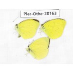 Eurema sp. China, Yunnan, Nujiang valley, N Part of Mt. Nushan. 3M. Pier-Othe-20163.