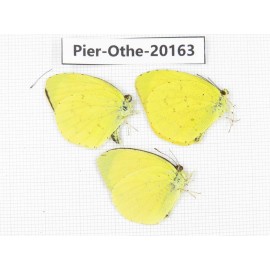 Eurema sp. China, Yunnan, Nujiang valley, N Part of Mt. Nushan. 3M. Pier-Othe-20163.