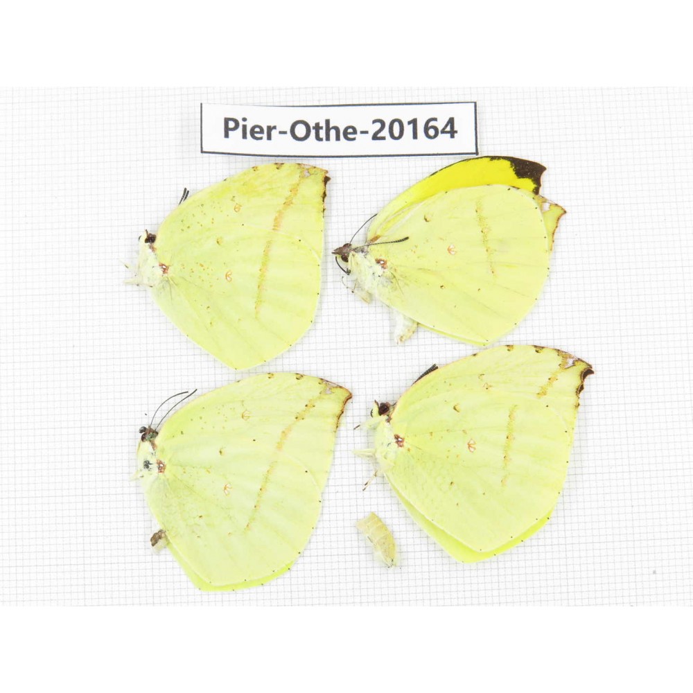 Dercas lycorias ssp. China, Yunnan, Nujiang valley, N Part of Mt. Nushan. 4M. Pier-Othe-20164.