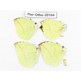 Dercas lycorias ssp. China, Yunnan, Nujiang valley, N Part of Mt. Nushan. 4M. Pier-Othe-20164.