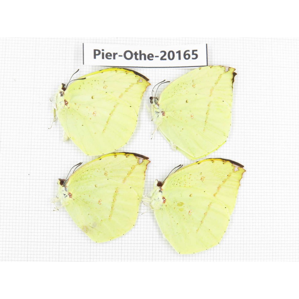 Dercas lycorias ssp. China, Yunnan, Nujiang valley, N Part of Mt. Nushan. 4M. Pier-Othe-20165.