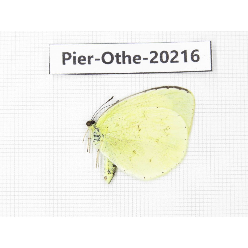 Eurema sp. China, Yunnan, Nujiang valley, S Part of Mt. Biluoxueshan. 1M. Pier-Othe-20216.