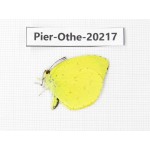 Eurema sp. China, Yunnan, Nujiang valley, S Part of Mt. Biluoxueshan. 1M. Pier-Othe-20217.