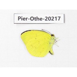Eurema sp. China, Yunnan, Nujiang valley, S Part of Mt. Biluoxueshan. 1M. Pier-Othe-20217.