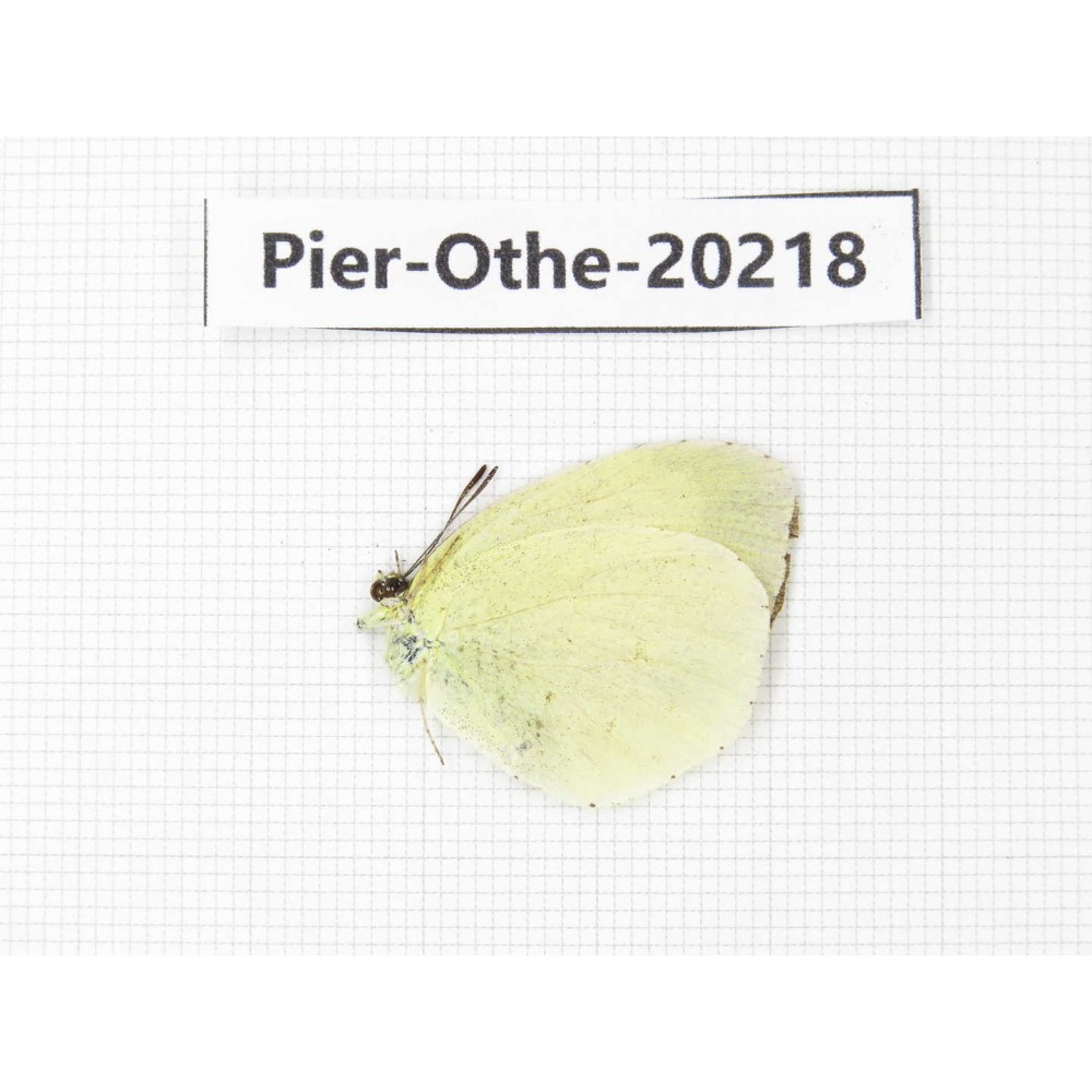 Eurema sp. China, Yunnan, Nujiang valley, S Part of Mt. Biluoxueshan. 1M. Pier-Othe-20218.