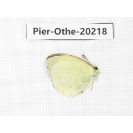 Eurema sp. China, Yunnan, Nujiang valley, S Part of Mt. Biluoxueshan. 1M. Pier-Othe-20218.