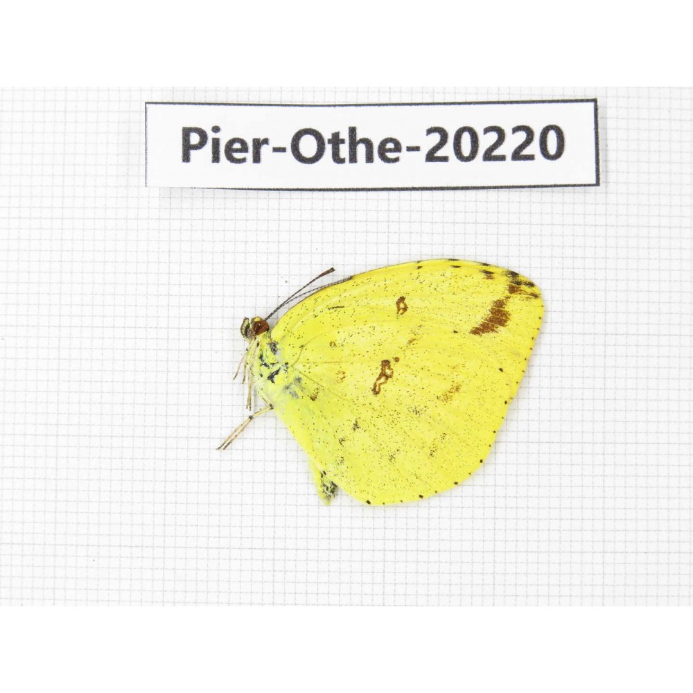 Eurema sp. China, Yunnan, Nujiang valley, S Part of Mt. Biluoxueshan. 1M. Pier-Othe-20220.