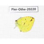 Eurema sp. China, Yunnan, Nujiang valley, S Part of Mt. Biluoxueshan. 1M. Pier-Othe-20220.