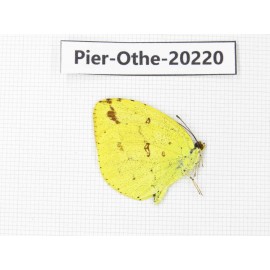 Eurema sp. China, Yunnan, Nujiang valley, S Part of Mt. Biluoxueshan. 1M. Pier-Othe-20220.